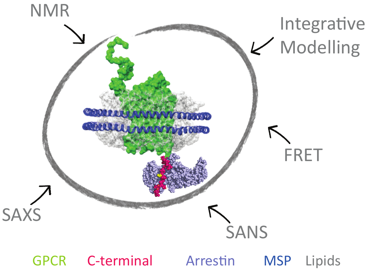 teamA2 fig2 gpcr