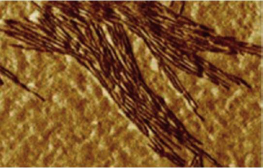 Les membranes biologiques : des structures dynamiques