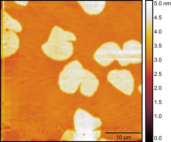 DOPC1