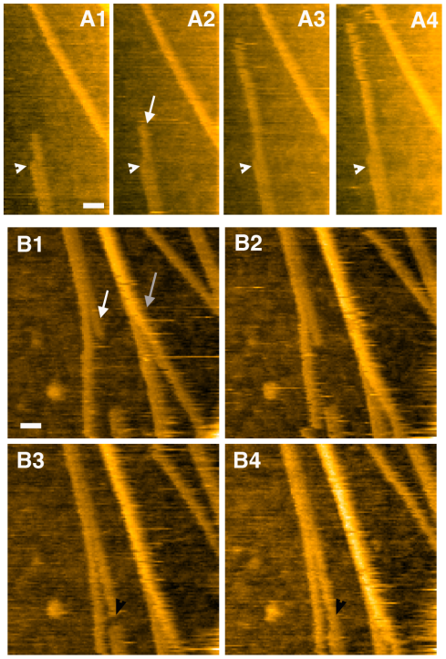 protofibril