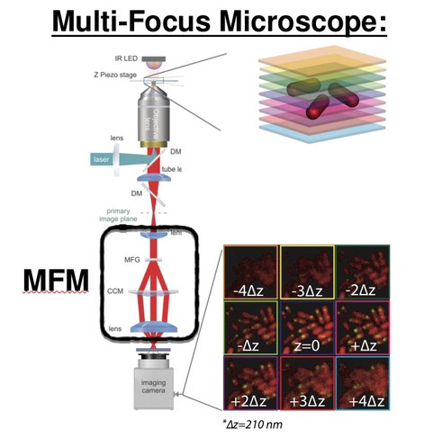 MFM1 