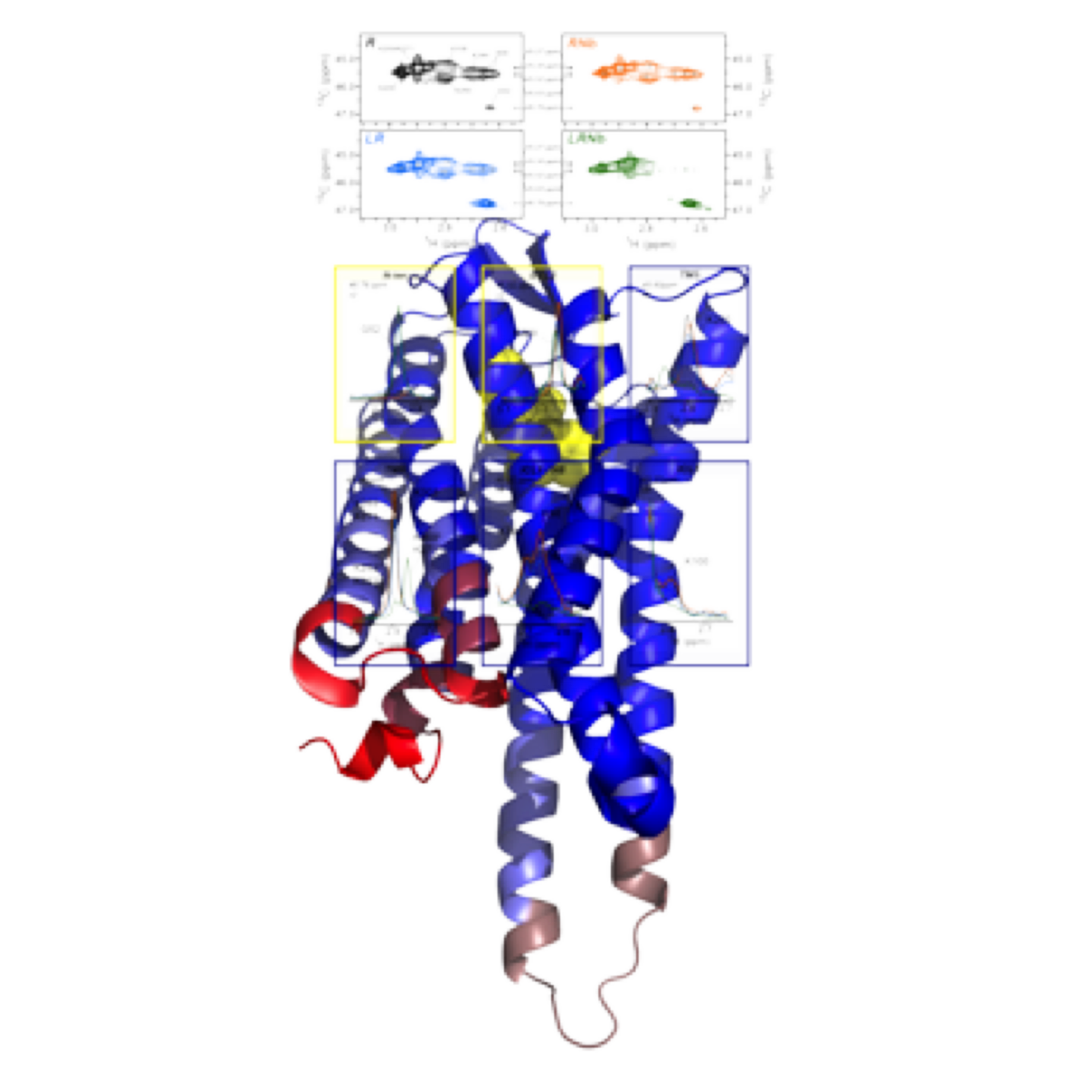 GPCR