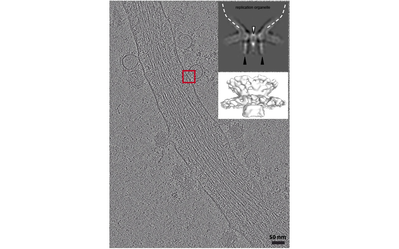 Bron chikv 16x10