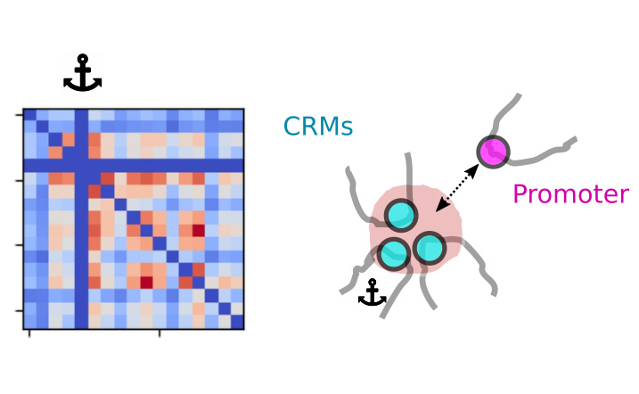 Cis-reg-loops