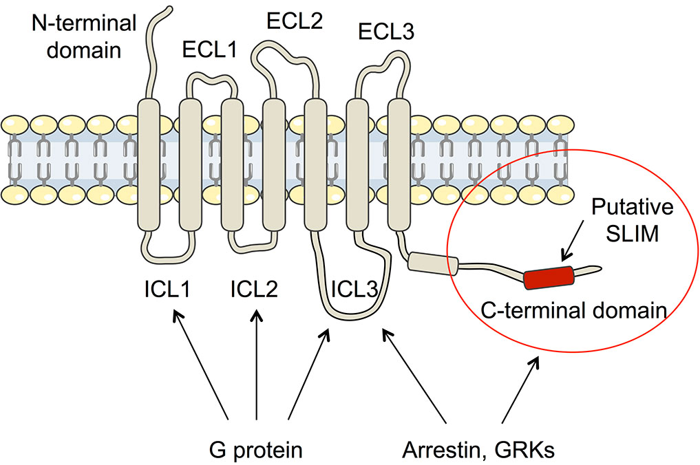 Cter GPCR