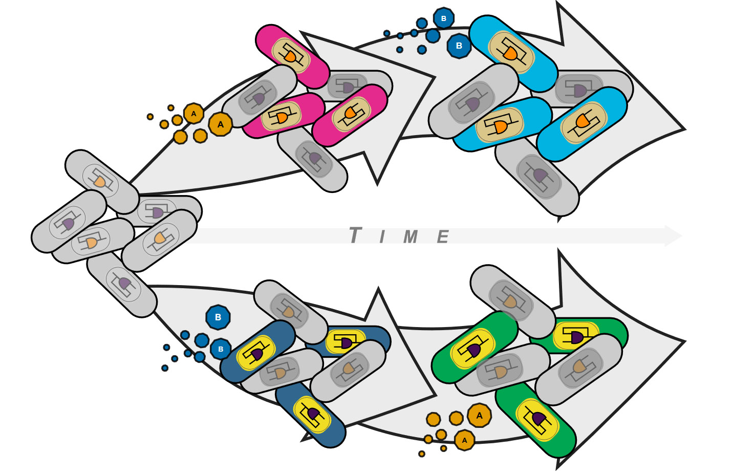 ProgHistoDepCells