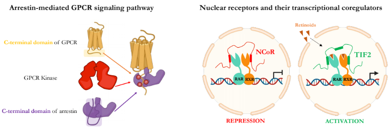 arrestin gpcr